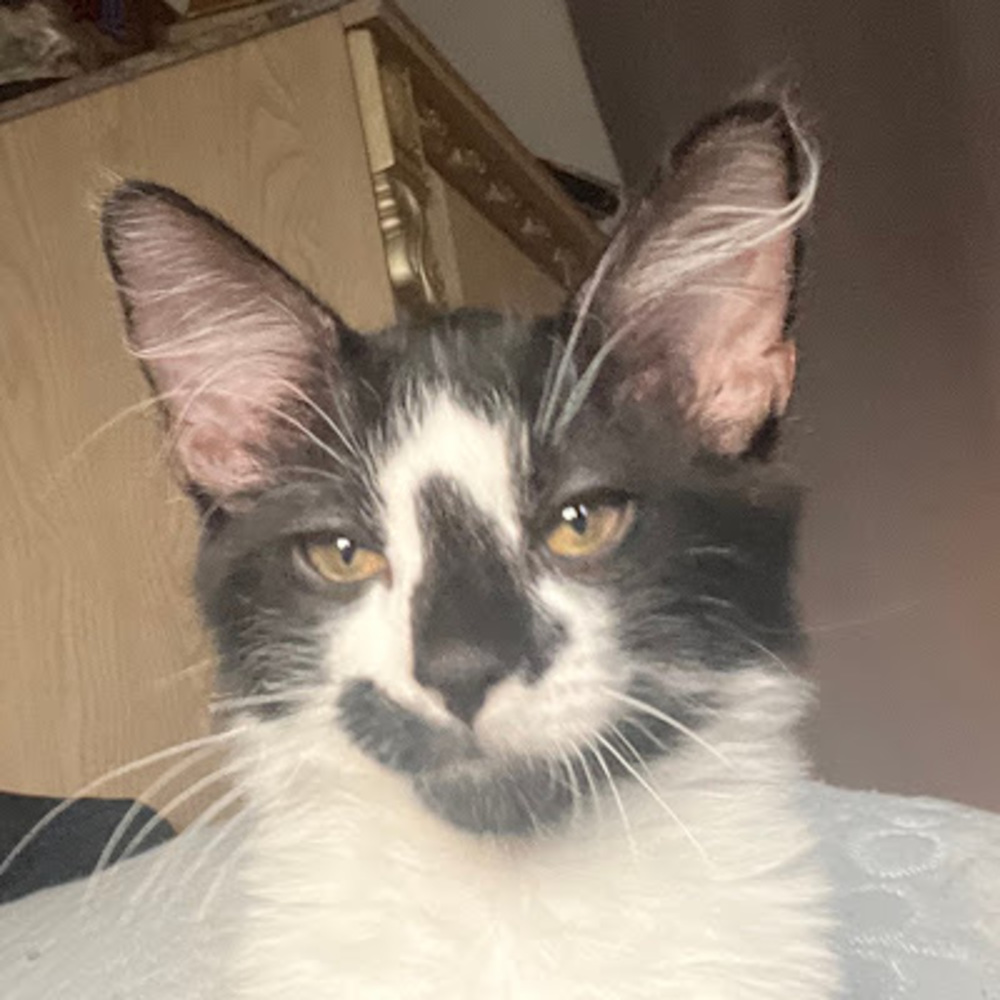 Meet your Posher, Johan